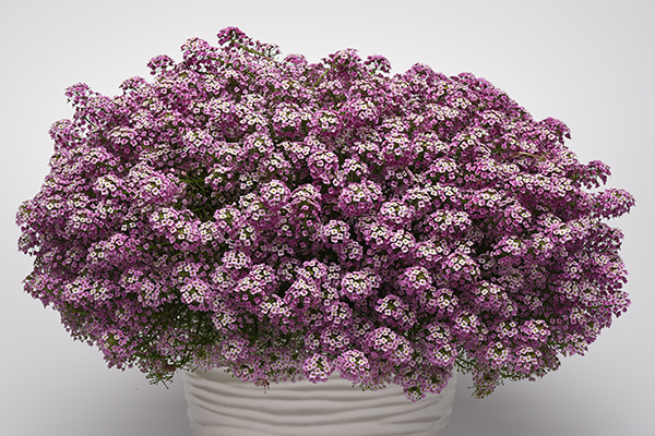 Easy Breezy™ Lobularia