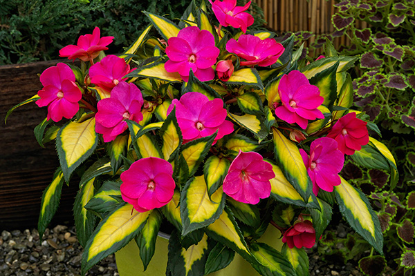 SunPatiens® Compact Impatiens