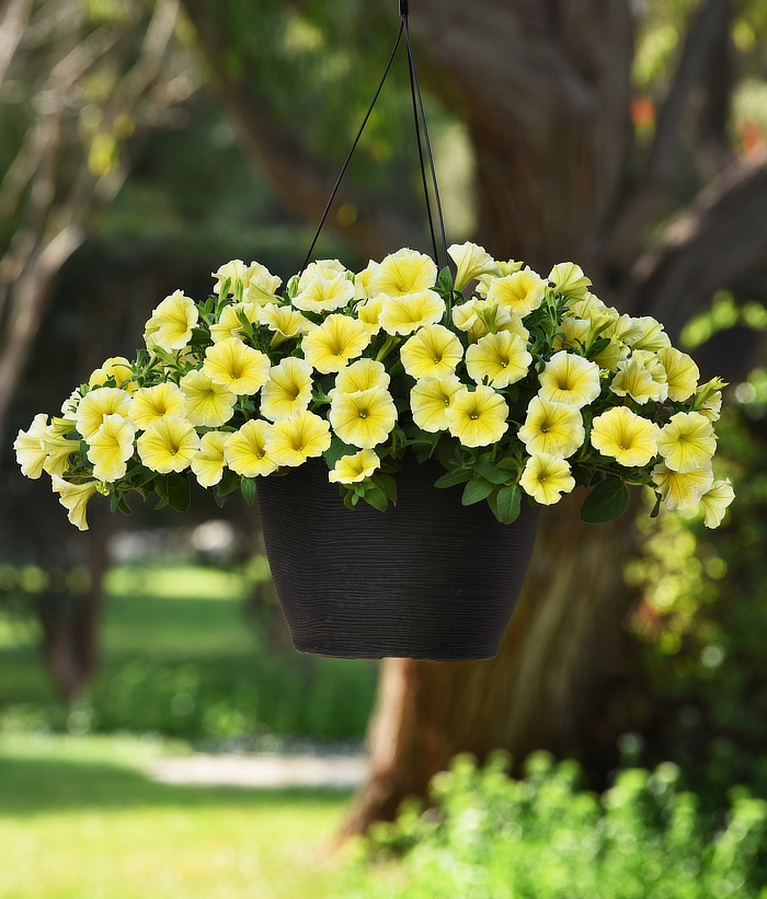 Viewing products from Ball FloraPlant
