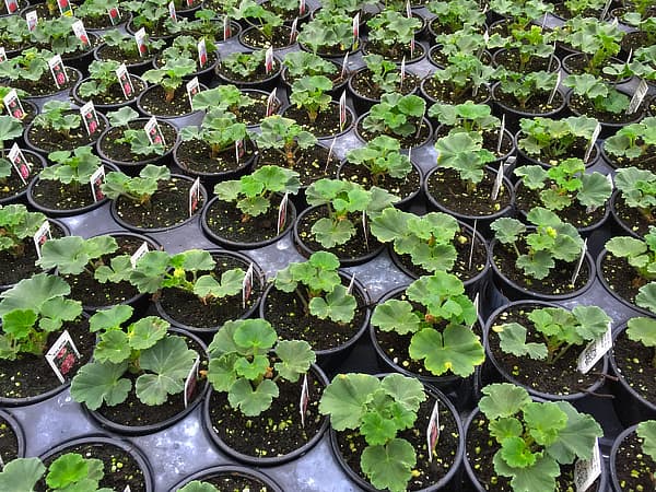 Genesis® growing in pots.