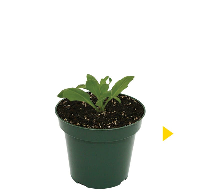 Ignite™ compact coleus
