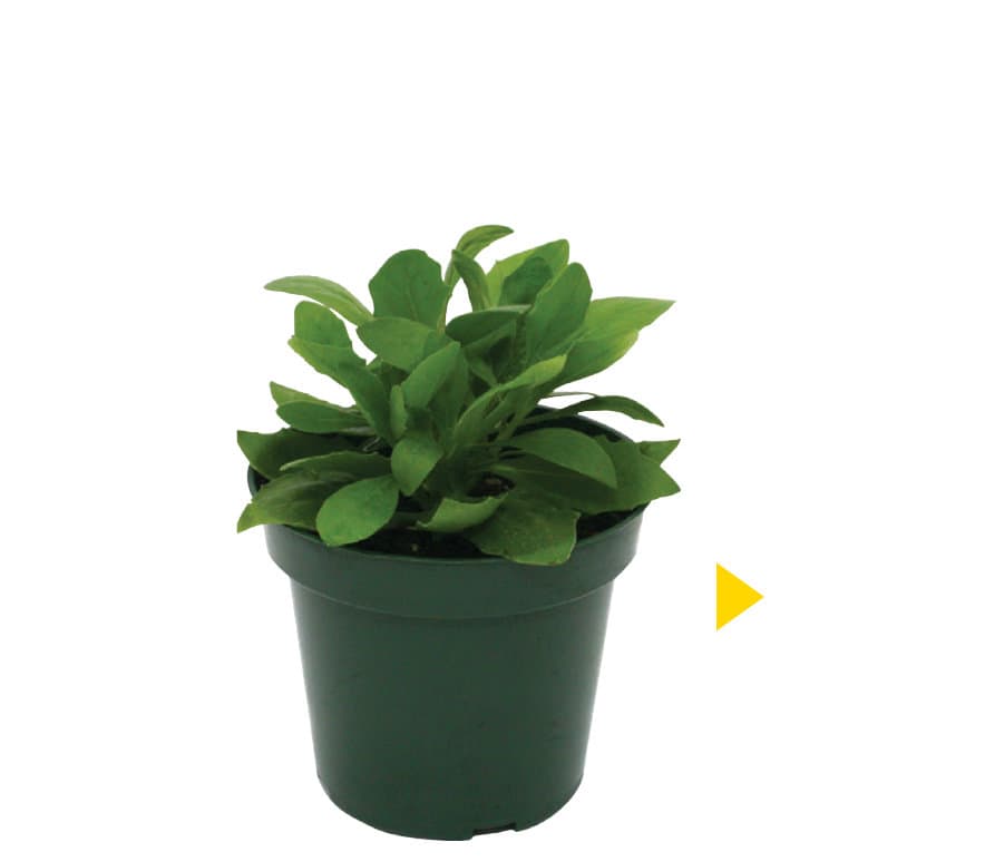 ChargedUp™ medium coleus