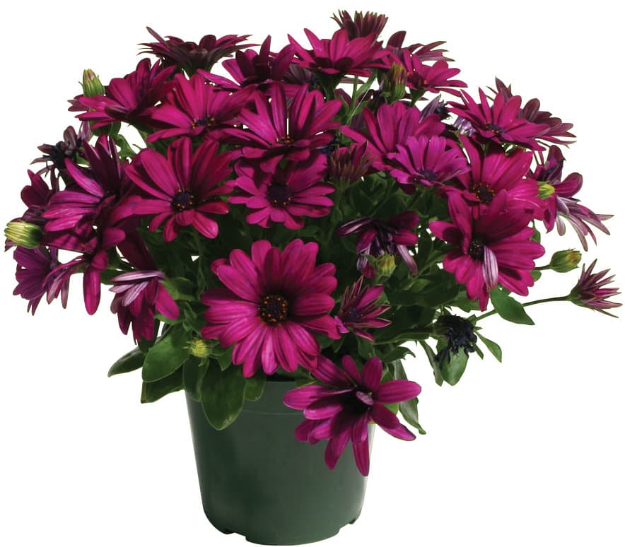 TrailBlazer™ medium coleus