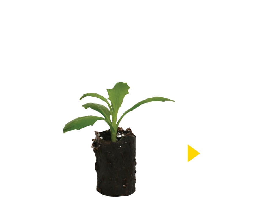 Ignite™ compact coleus