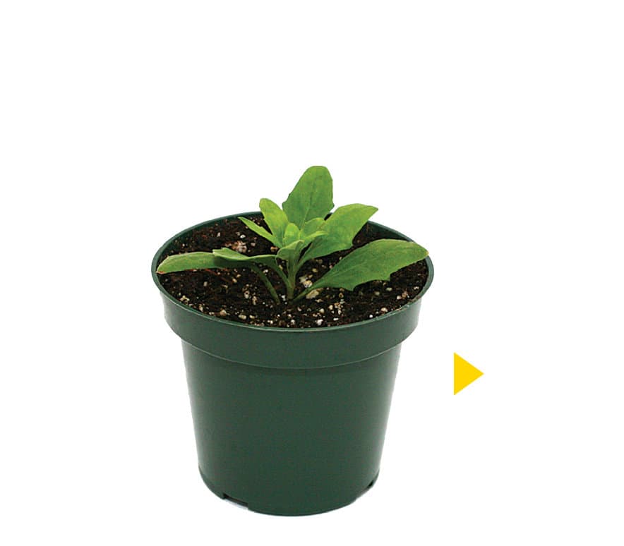 ChargedUp™ medium coleus