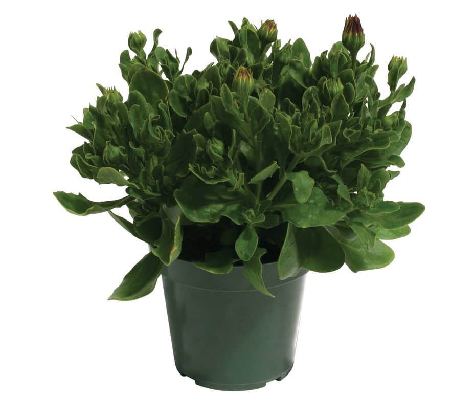 TrailBlazer™ medium coleus