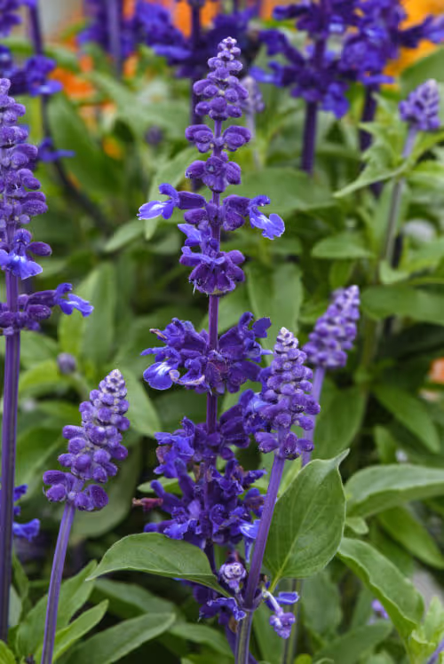Salvia Mystical Blue