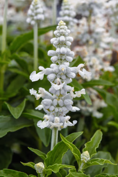 Salvia Mystical White