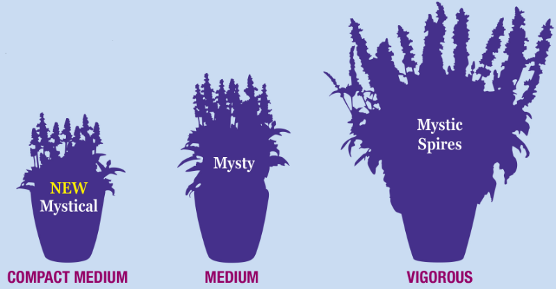Mystical, Mysty & Mystic Spires salvia