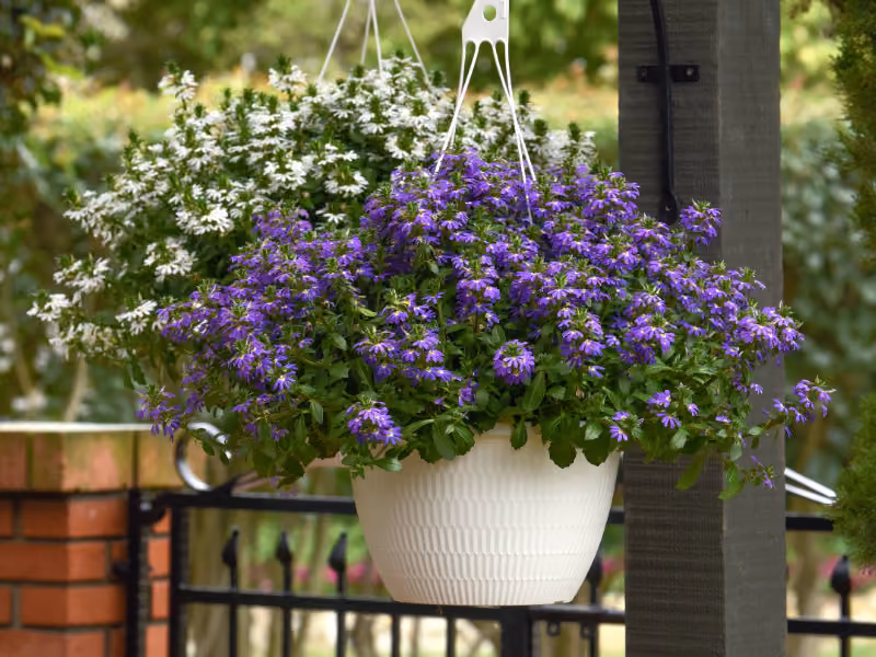 Salvia Mystical Blue