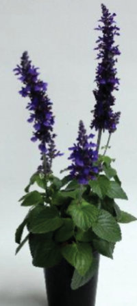 picture of mysty salvia