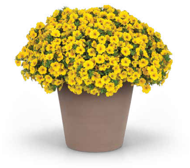 Cabaret® medium calibrachoa