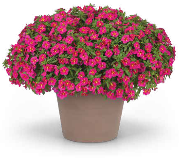 Cha-Cha™ vigorous calibrachoa