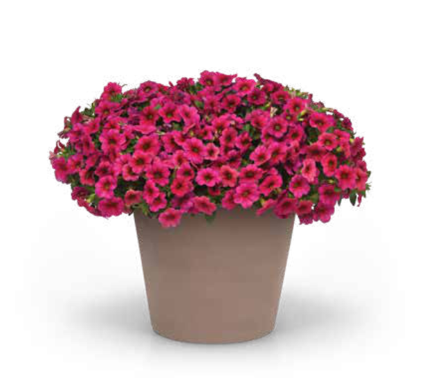 Conga™ compact calibrachoa