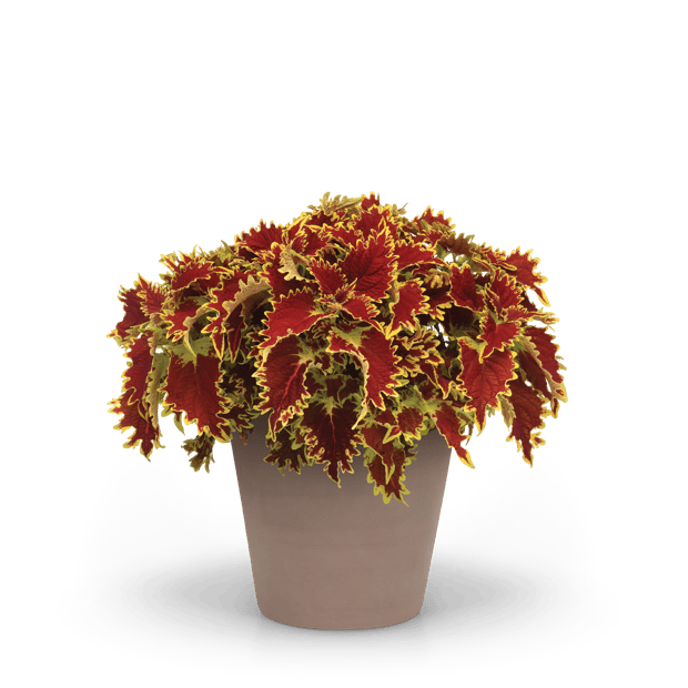Ignite™ compact coleus