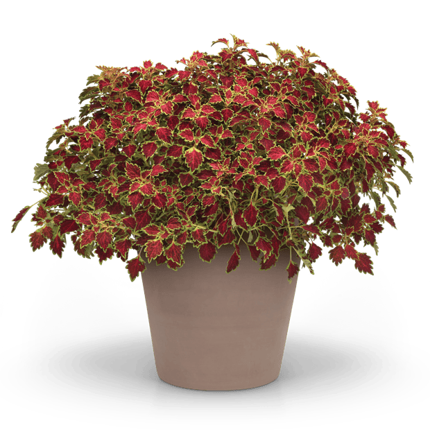 TrailBlazer™ medium coleus