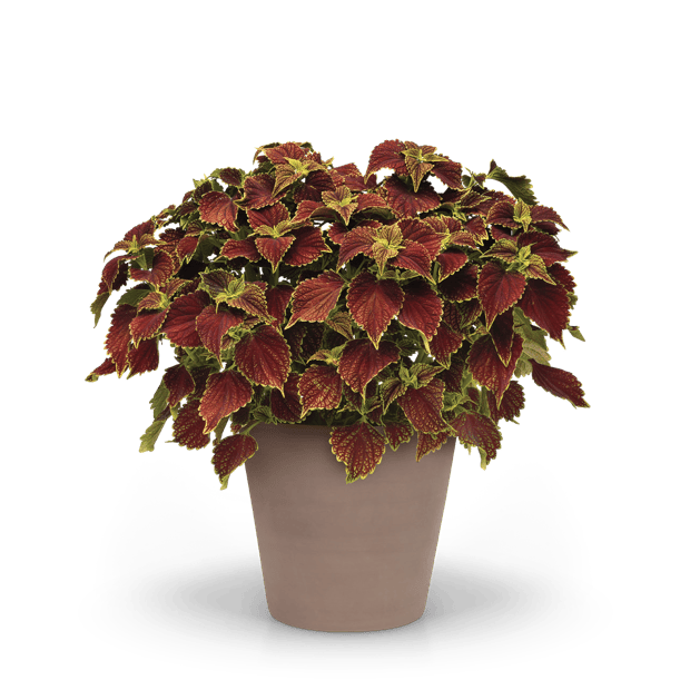 ChargedUp™ medium coleus