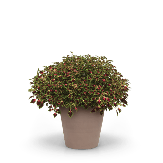 MicroBlaze™ micro coleus