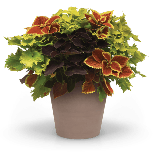 Popular Classes Coleus