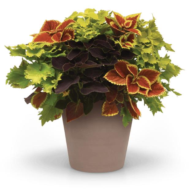 Volcanica™ vigorous coleus
