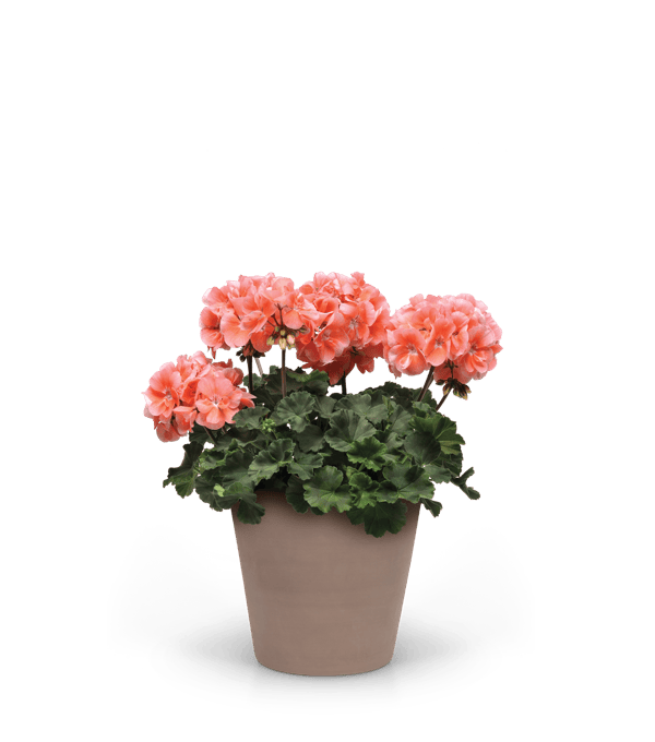 Presto™ compact geranium