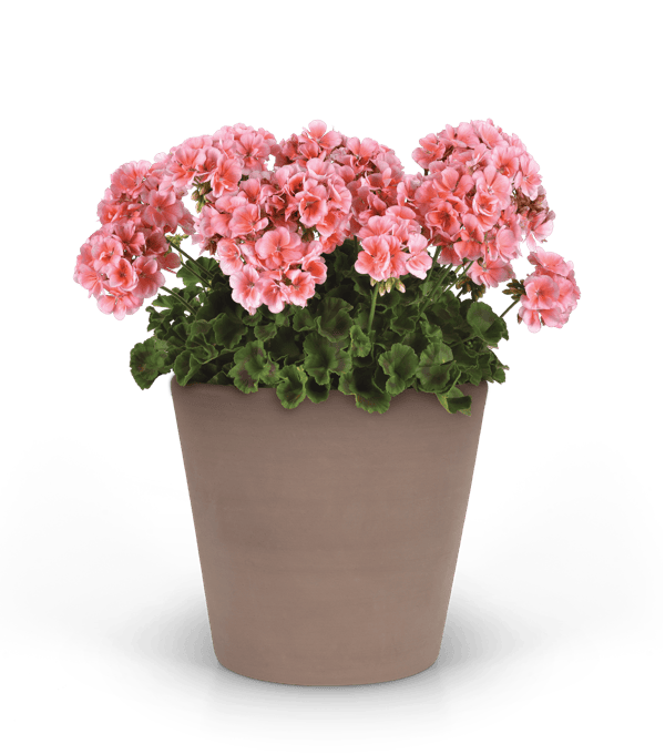Dynamo™ medium vigorous geranium