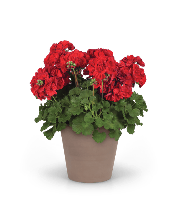 Solera® medium geranium