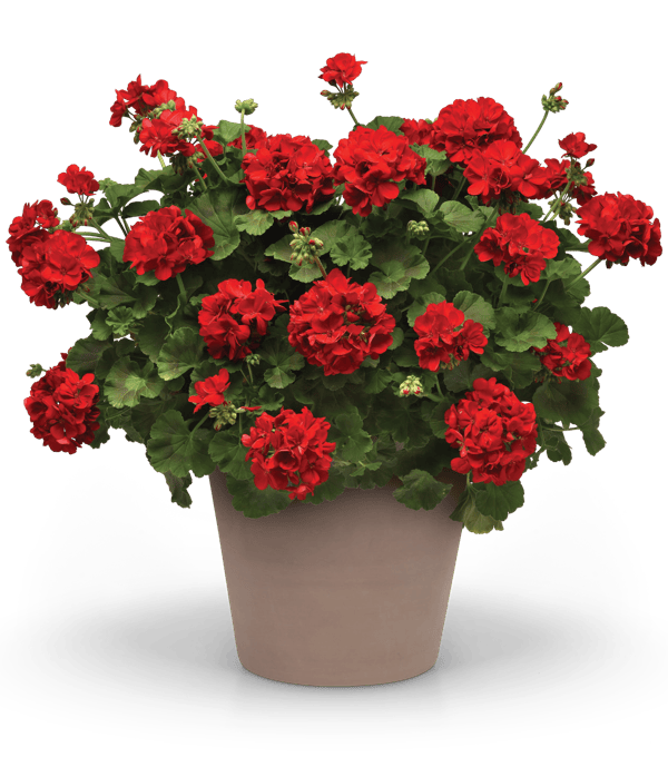 Galaxy™ vigorous geranium
