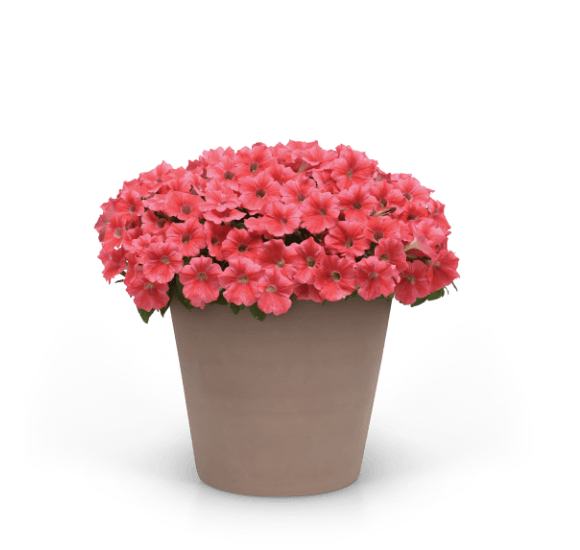 CannonBall™ compact petunia