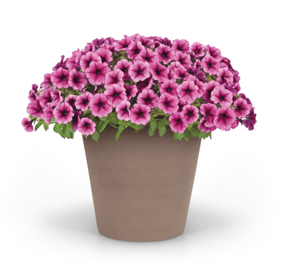 SureShot™ medium petunia