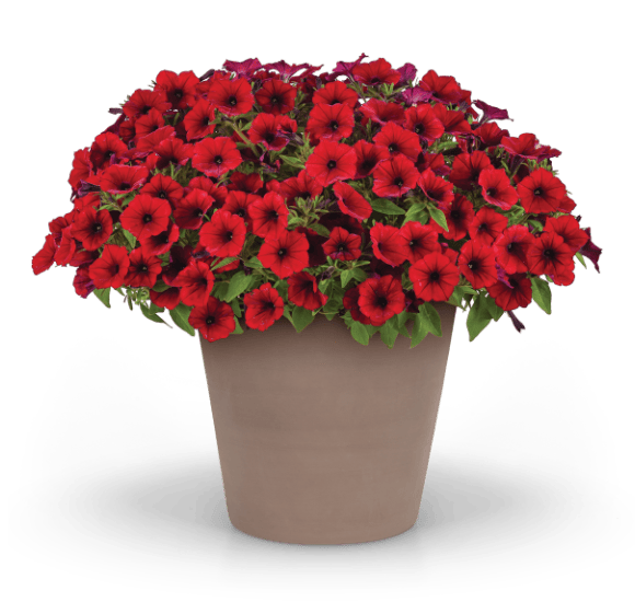 ColorRush™ vigorous petunia