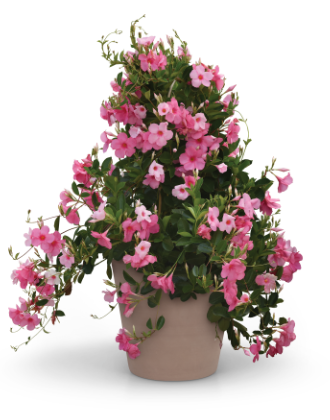 Tropica™ Grandiosa