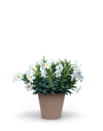 Tropica™ Medio
