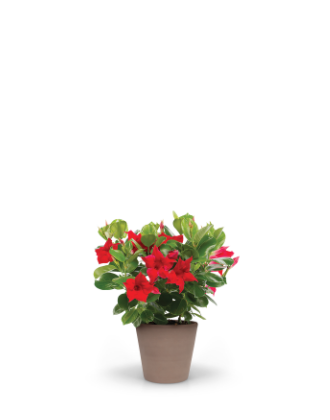 Tropica™ Modesto