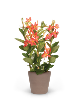 Tropica™ Unico