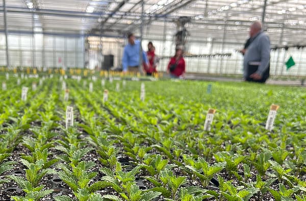 Ball Tech Support in greenhouse