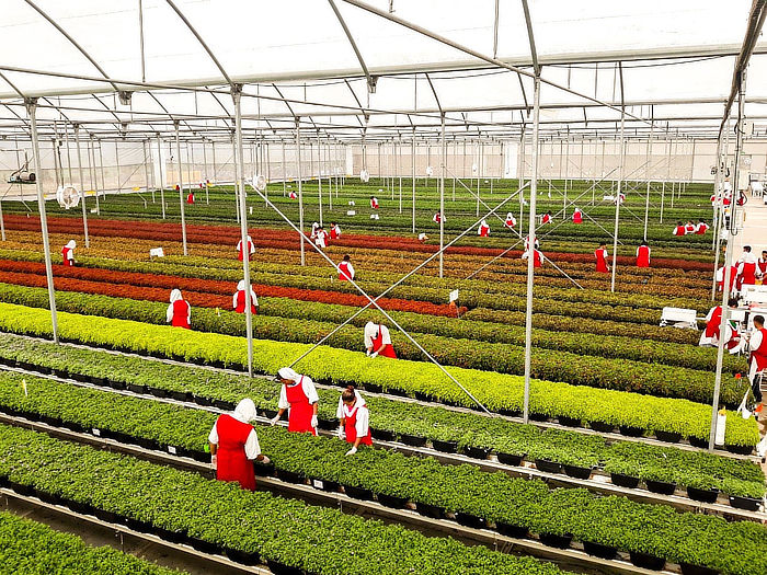 Las Limas greenhouse