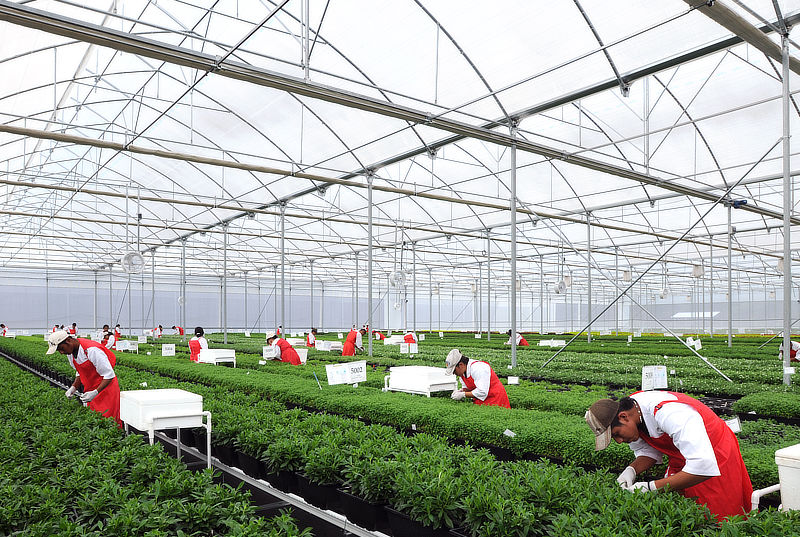 Las Limas greenhouse