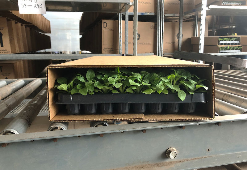 Closeup of greenhouse plants
