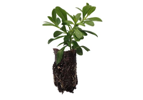 Standard Rooted Liners