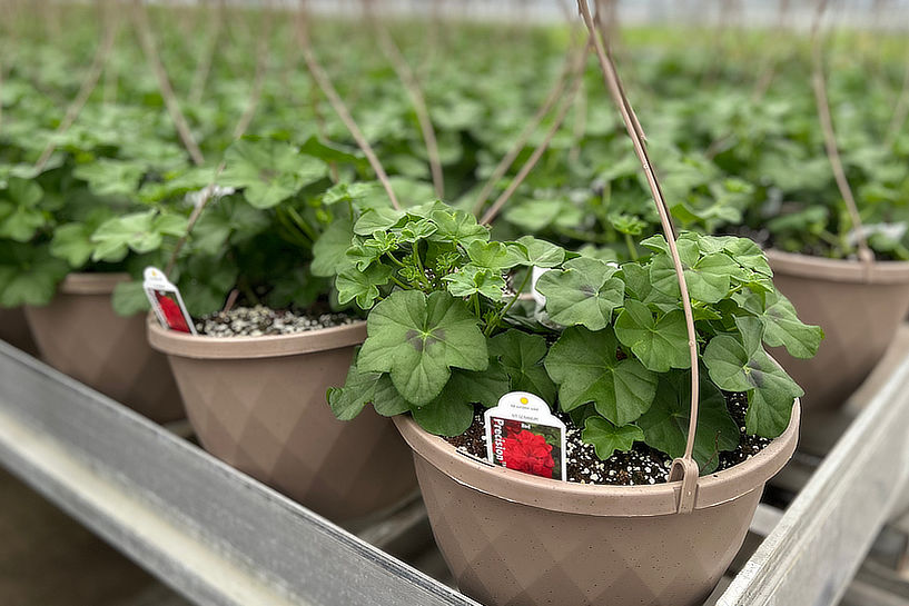 Closeup of greenhouse plants