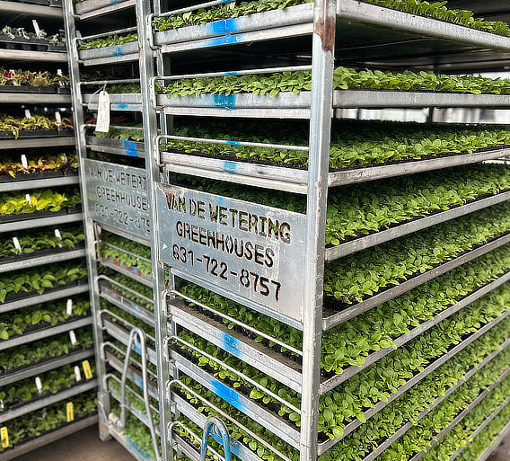 Rack full of greenhouse plants