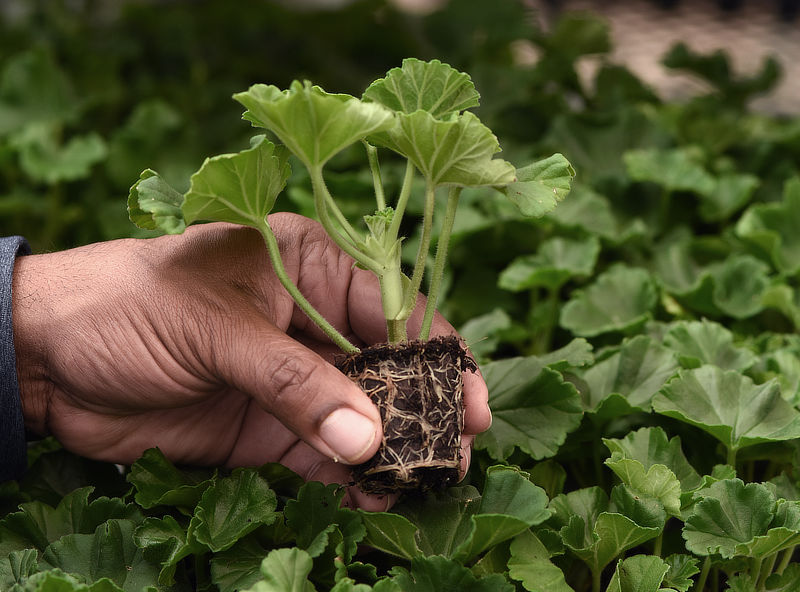 Photo of geranium liner