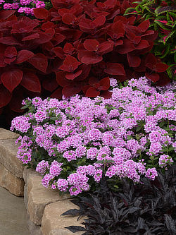 EnduraScape Pink BiColor Verbena
