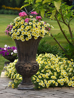 Bee's Knees Petunia