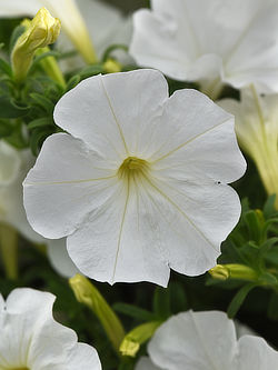 Sure-Shot White Petunia