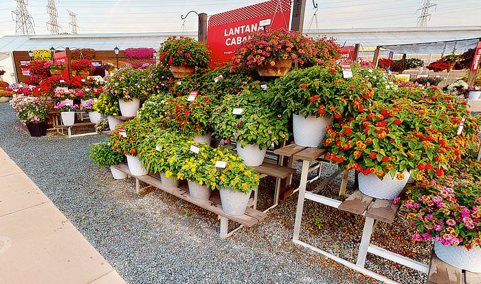 Showcase photo of plants
