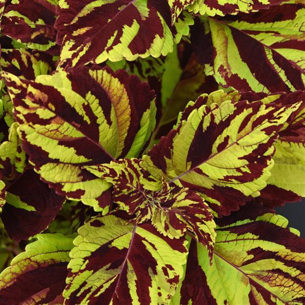 Coleus Prismatic
