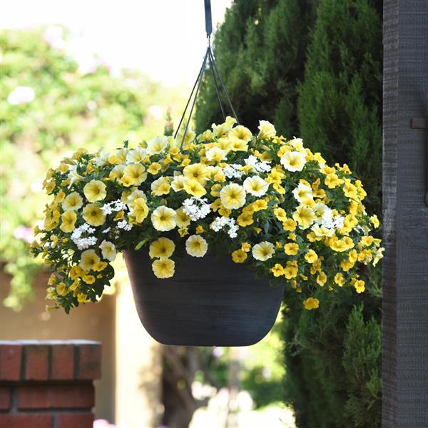 PLANT NAME Basket
