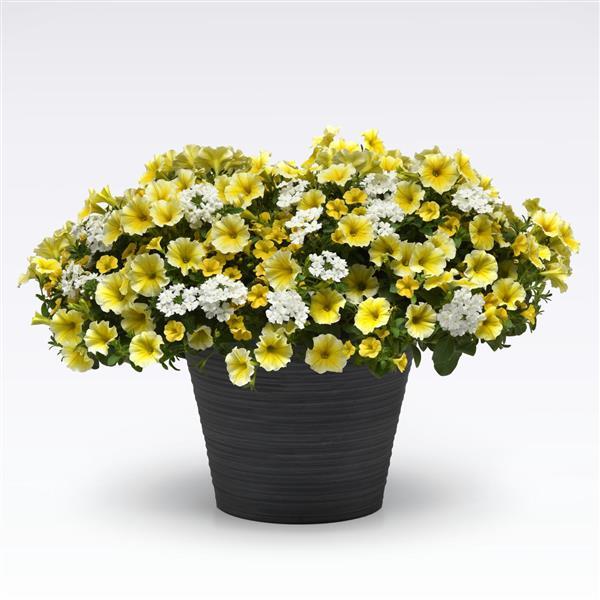 PLANT NAME Bloom